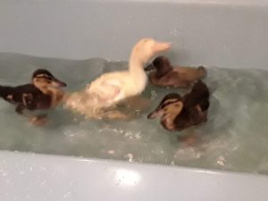 Baby Duckling Bath