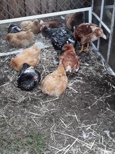 All the Chickens
